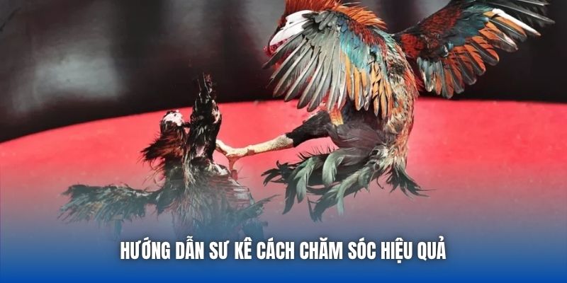 Hướng dẫn sư kê cách chăm sóc hiệu quả 