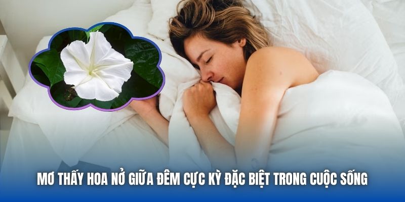 Mơ thấy hoa nở giữa đêm cực kỳ đặc biệt trong cuộc sống